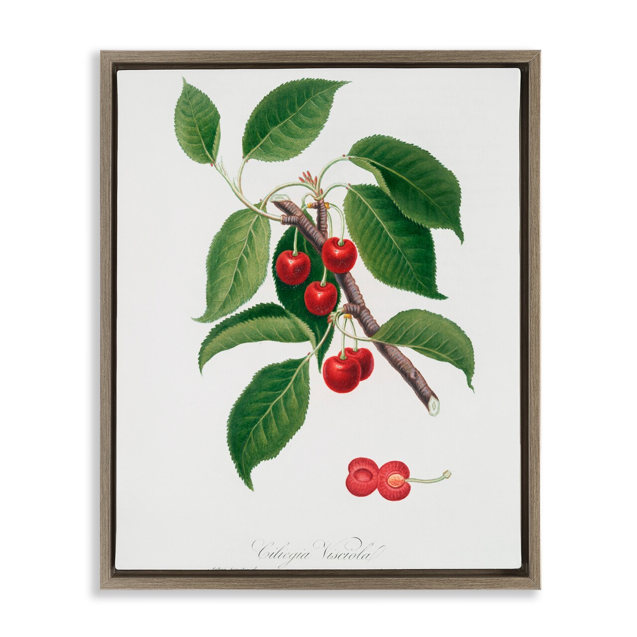 Stupell Industries Latin Study of Cherry Plant Floating Frame, design by Lettered and Lined